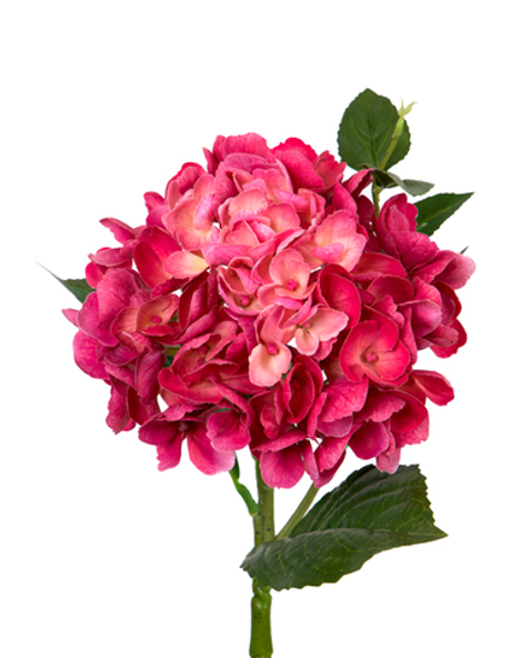 Гортензия крупнолистная small на стебле - Темная фуксия