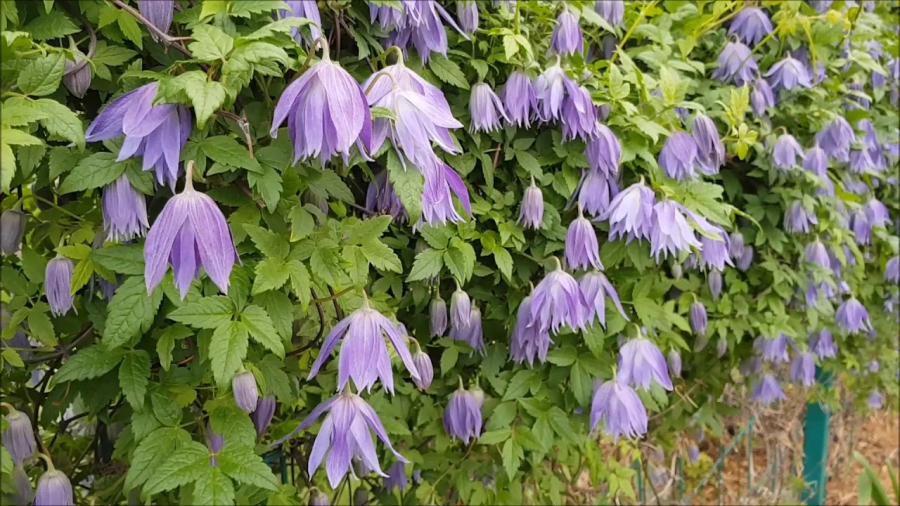Клематисы. 1 группа обрезки (март 2026)