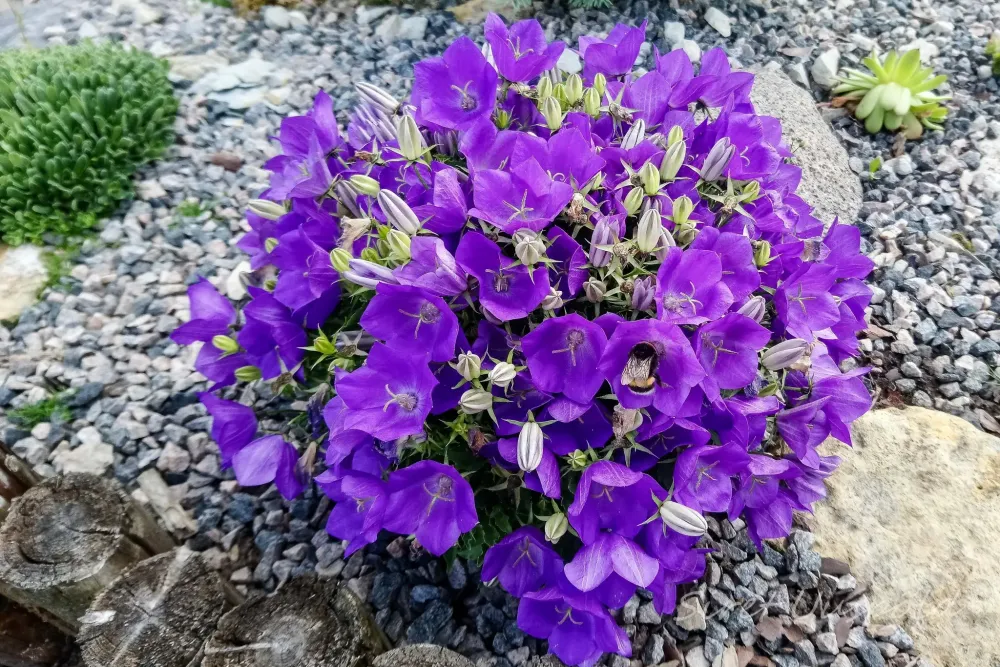 Колокольчик карпатский Пристар Дип Блю Р9 Закупка М36 получение май-июнь 2026