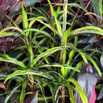 Кордилина SAI SAPHAI KHUN YING