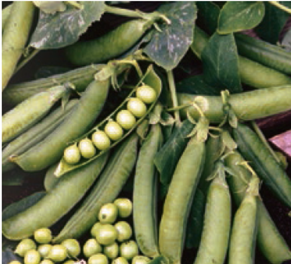 Преладо семена гороха (Syngenta / Сингента) культура – фото 3