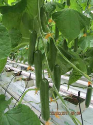 Ермак F1 семена огурца партенокарпического (Гавриш)