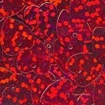 Пайетки фигурные голографические-(сердечки)-10гр-10х11мм-Colibry