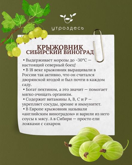 Сибирские цукаты крыжовника, клюквы и черники   в тубусе, 250мл