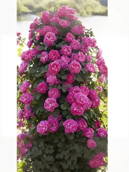 Роза плетистая Аллегро