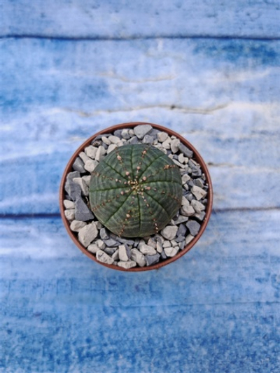 Euphorbia Obesa (Эуфорбия)