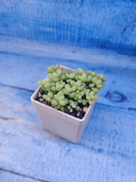 Sedum Burrito (Седум)