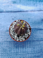 Euphoria Obesa (Эуфорбия)