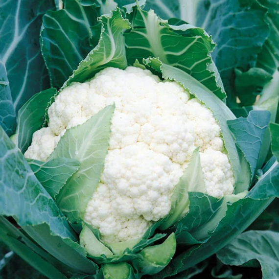 СПЕЙС СТАР F1 семена капусты цветной Syngenta купить – фото 1