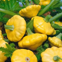 САННИ ДЕЛАЙТ F1 семена патиссона (Seminis | Alexagro)