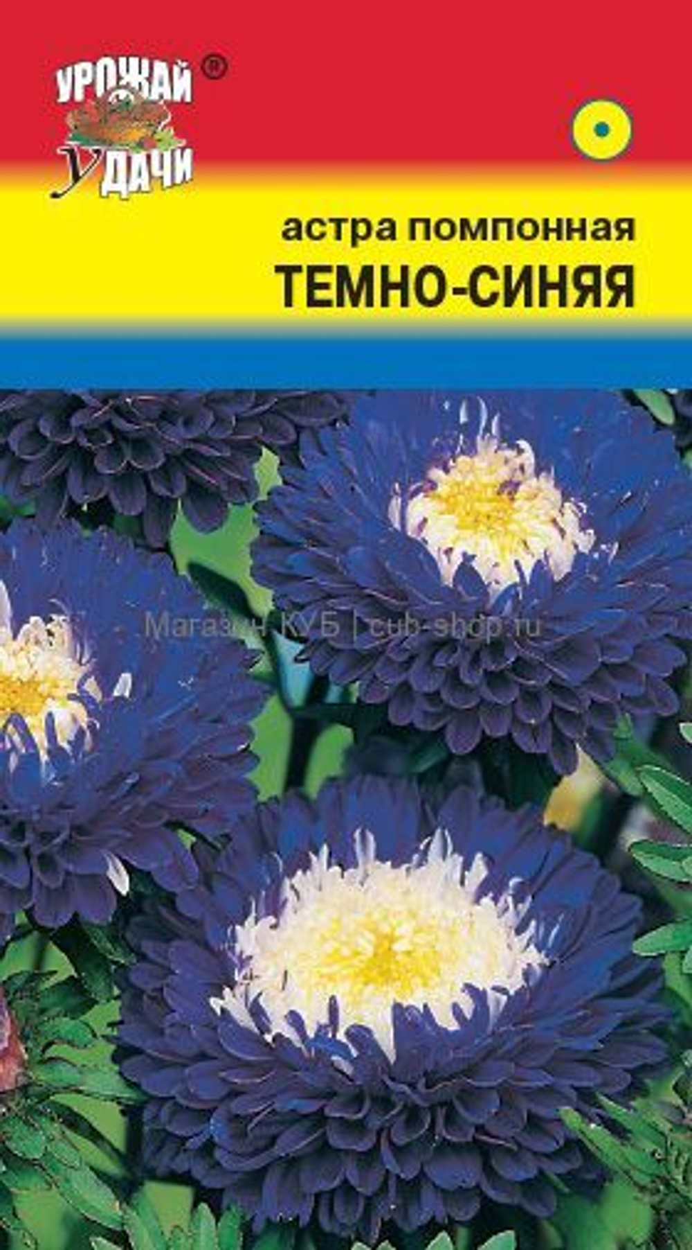 Астра помпонная Синяя