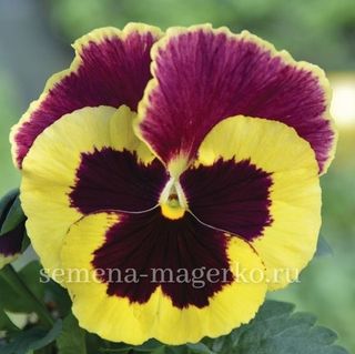 Виола  Виттрока Пауэр  Патриция  100 семян