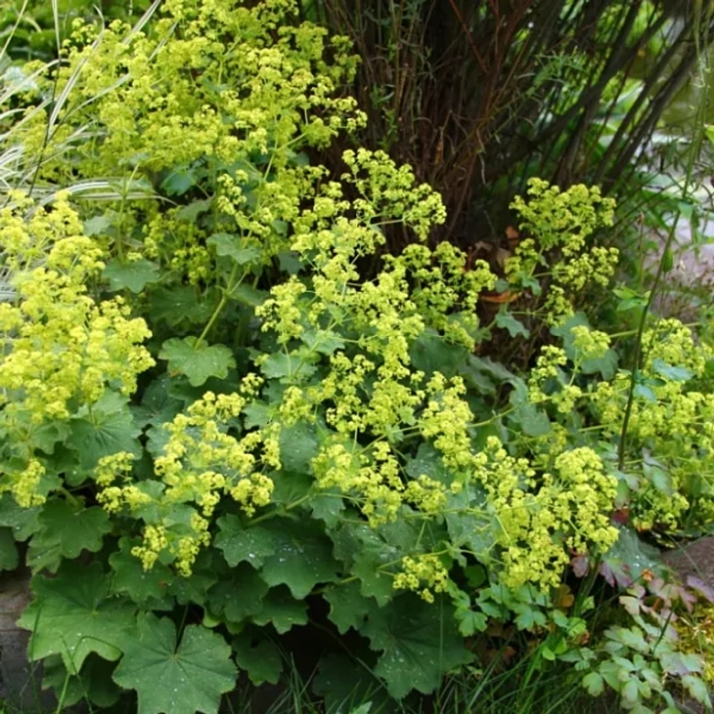 Манжетка мягкая "'Триллер" С2 Закупка М39 июнь 2026