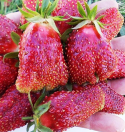 Клубника Купчиха 10шт (ОКС)