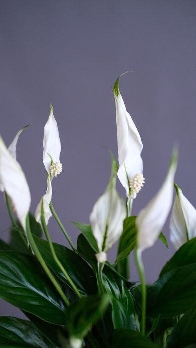 Спатифиллум белини Д13