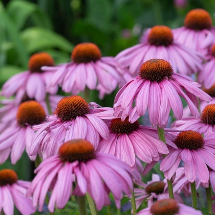 Эхинацея пурпурная "Magnus". Echinacea purpurea "Magnus".