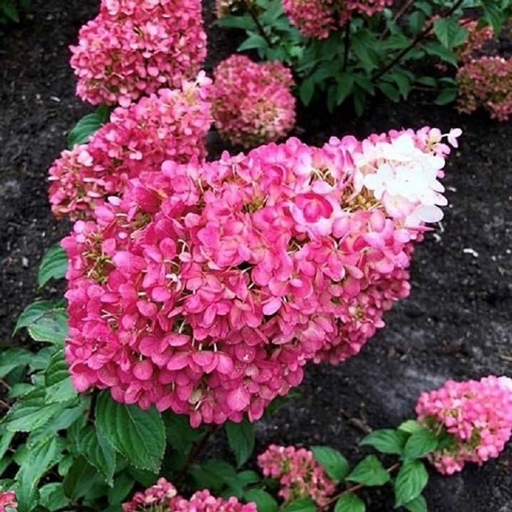 Сорт строберри блоссом. Сорт строберри блоссом. Сорт строберри блоссом. Сорт строберри блоссом. Сорт строберри блоссом.