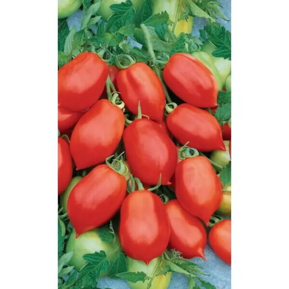 Семена Томат Непасынкующийся Консервный (УД) Е/П