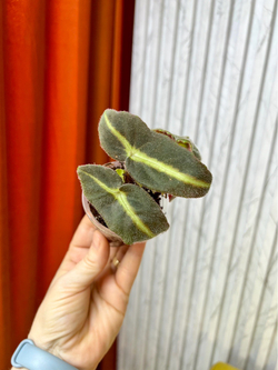 Бегония Листада, D6см Н10см, 1шт, Urban Jungle