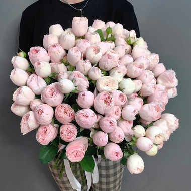 Кустовые пионовидные розы сорта "Mansfield park" под ленту