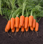 Каспий F1 семена моркови курода/шантане (Bejo / Бейо)