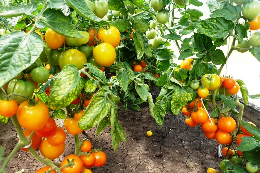 Помидоры — Ola Polka – Оля Полька