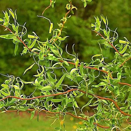 Ива вавилонская извилистая Тортуоза С2 40-60