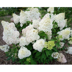 Гортензия метельчатая Диамантино (3/4 ветки) Закупка М59 апрель 2026