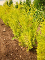 Туя западная Салланд (Thuja occidentalis Salland) р9 август 2026 г