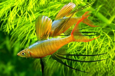 Ириатерина Вернера