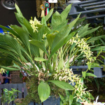 Орхидея COELOGYNE PANDURATA