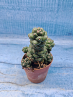 Monadenium Ritchiei (Монадениум)
