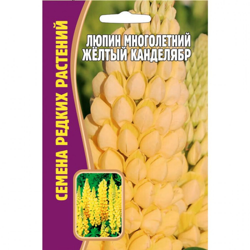 Люпин многолетний Желтый канделябр