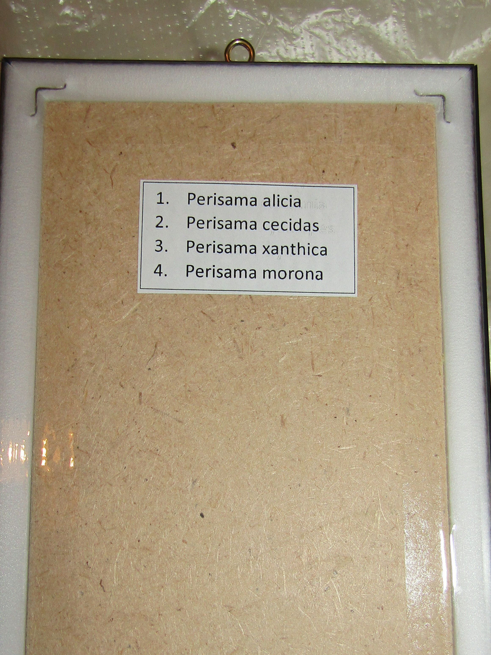 Бабочки Перисамы в рамке