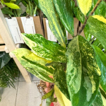 Замиокулькас BORAN VAR