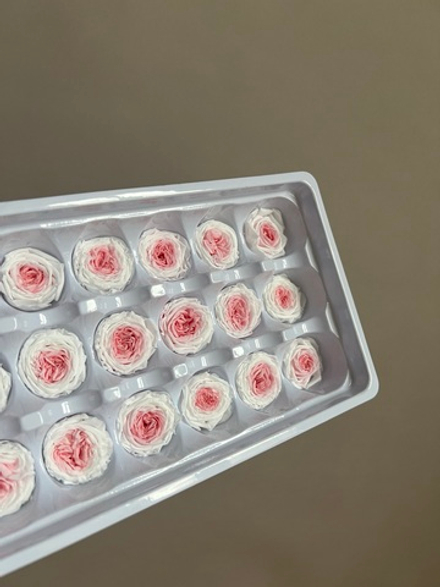 Роза пионовидная бело-розовая d=2-3 см (упак 21 шт)