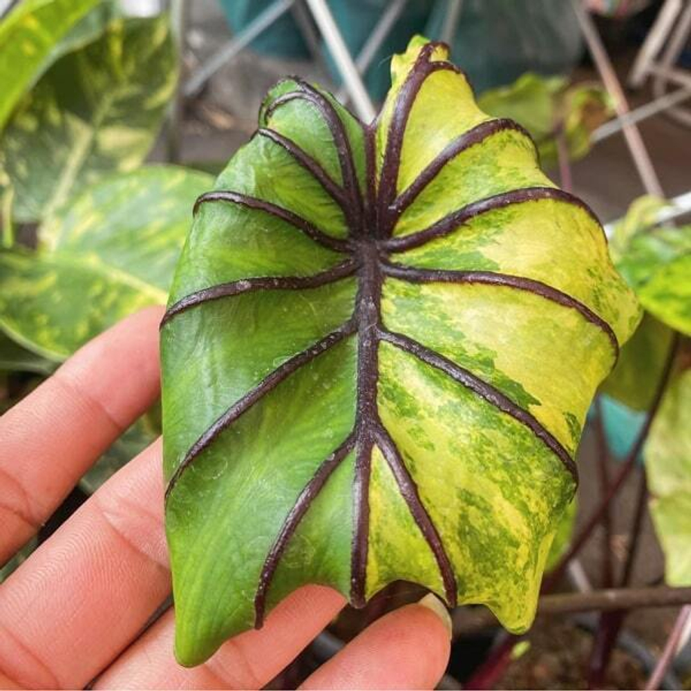 Колоказия PHARAOH MASK VAR