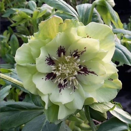 Морозник восточный "Double Ellen Green". Helleborus orientalis "Double Ellen Green".