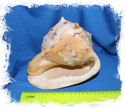 Рогатый Кассис 16-19 см