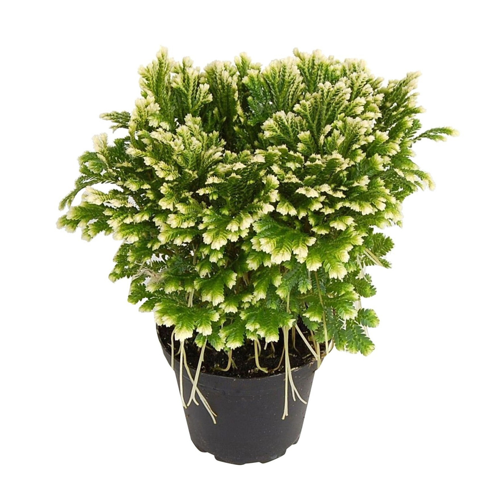 Селагинелла