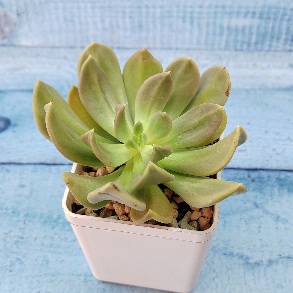 Echeveria Nichi (Эхеверия)