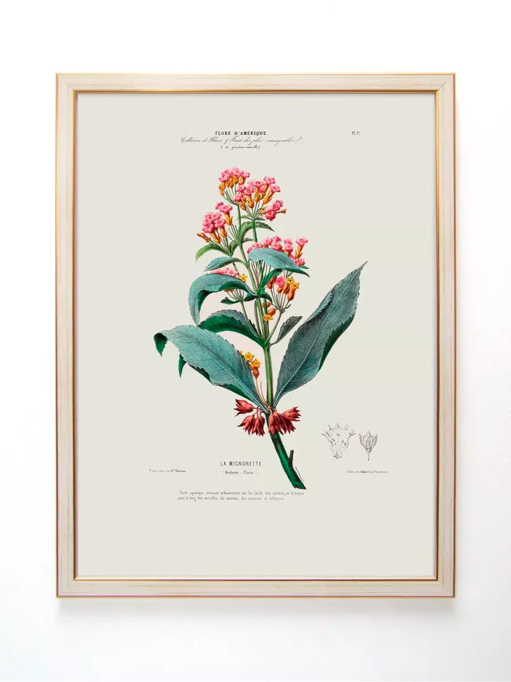 Постер настенный в багетной раме "Ботаника" 42*32 см