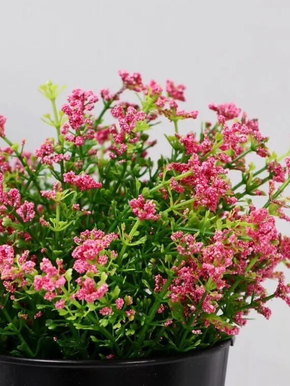 Бонсай в горшке &quot;Трава в посыпке&quot; 10*20 см, микс