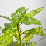 Кодиеум Голд Сан 12/30