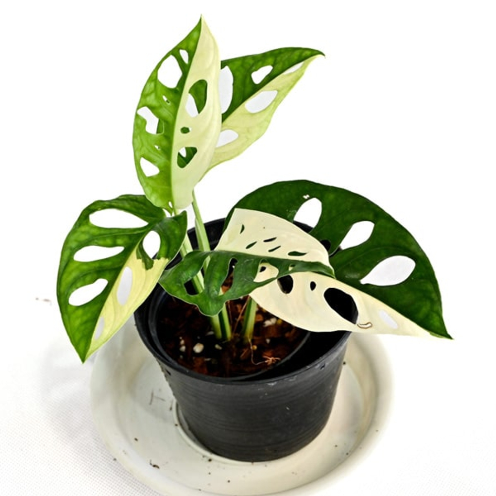 Монстера ADANSONII ALBO VAR