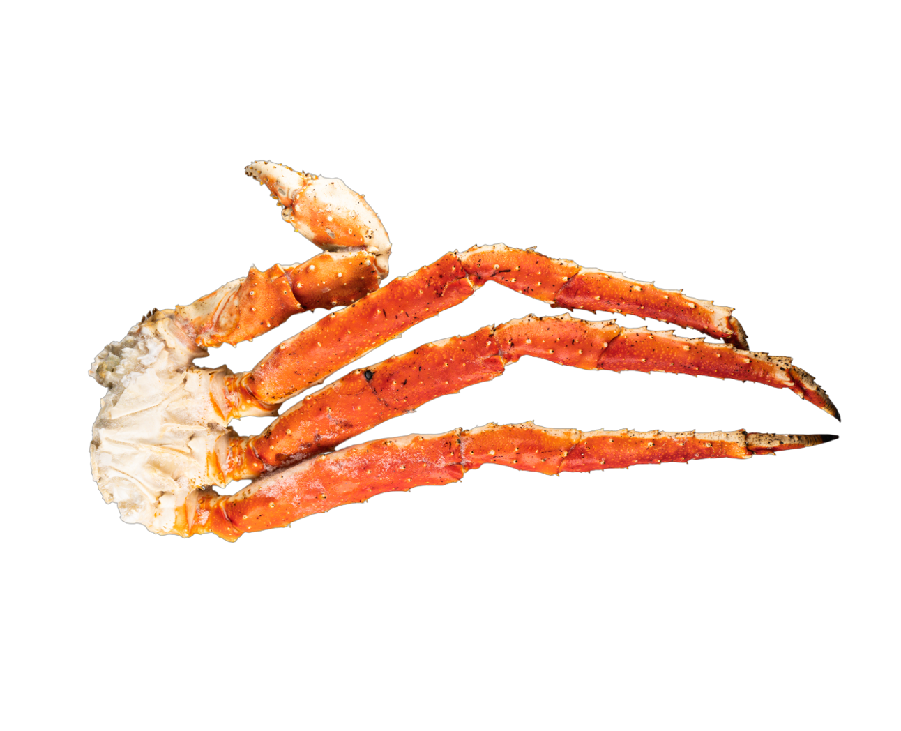 Клешни камчатского краба