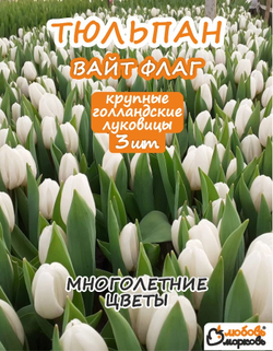 Тюльпан Луковица Вайт Флаг 3 шт крупные