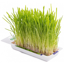 Возможный результат проращивания