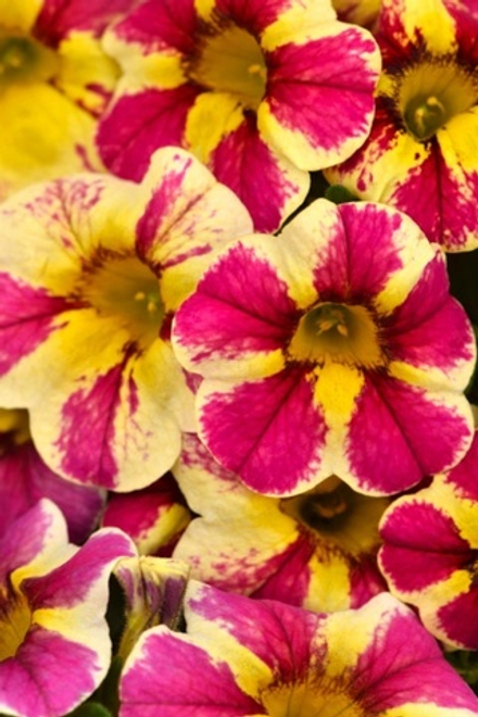Calibrahoa Candy Bouquet. ОКС укорененный черенок. Под заказ, производство 4-5 недель