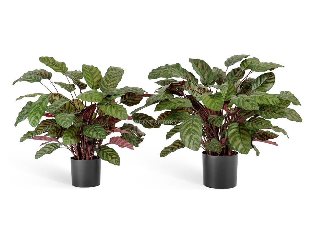 Калатея крупнолистная зелёно-бордовая в горшке